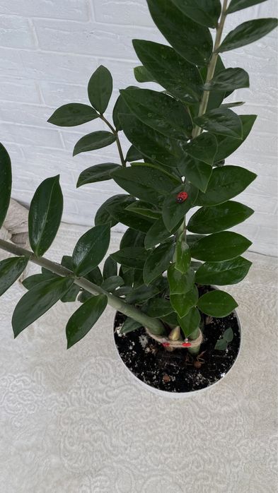 Продам цветок Замиокулькас, 1м