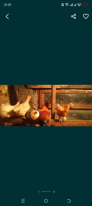 продам куриц домашний молодки