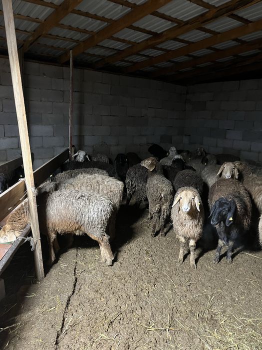 Қой тоқты сатылады