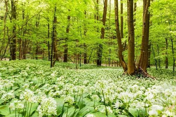 Teren Extravilan Impadurit Panticeu