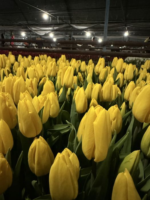 Тюльпаны крупные оптом