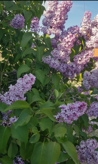 Сирень в продаже