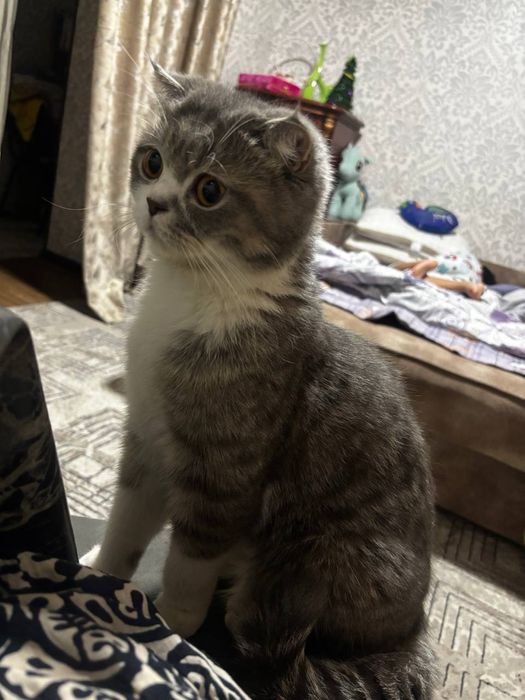 Продам кошка девочка Скоттиш фолд