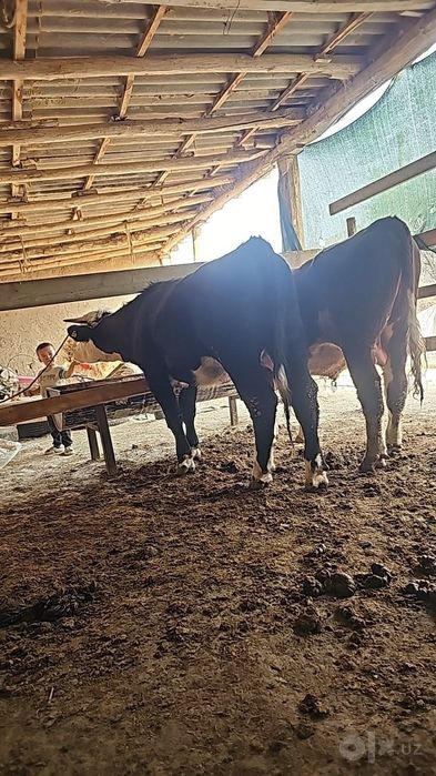 smental buqa sotiladi aksiyada 45. Milyon