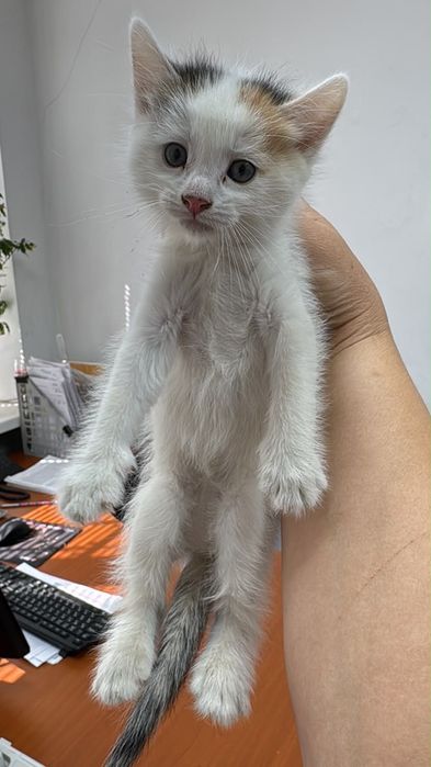Котенок месячный