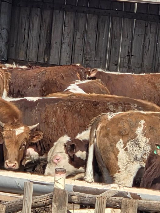 Продаётся скот отборный