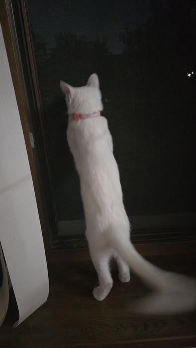 Кошке 5 месяцов ,день рождение 4 апреля