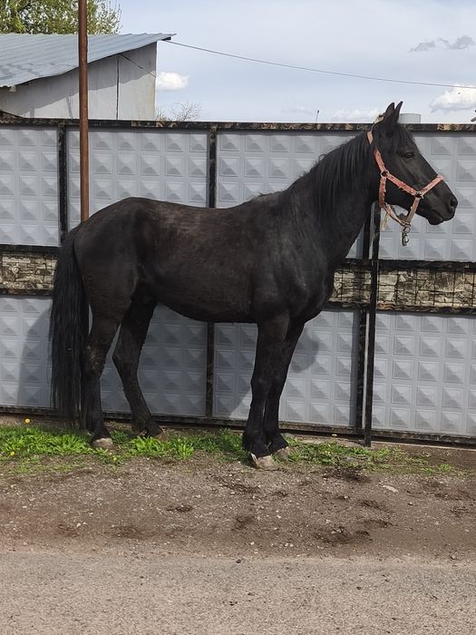 Айгыр. Жеребец 7 лет.