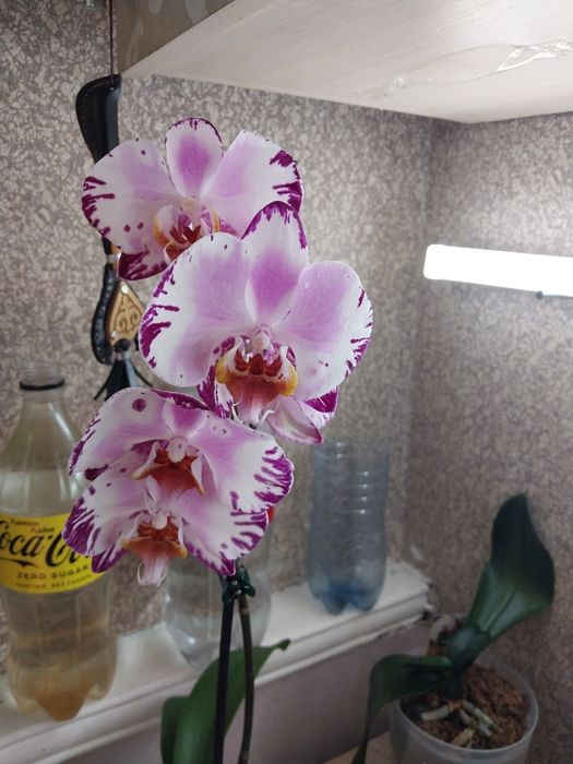 Комнатные цветы,лавр,орхидеи,нолины...