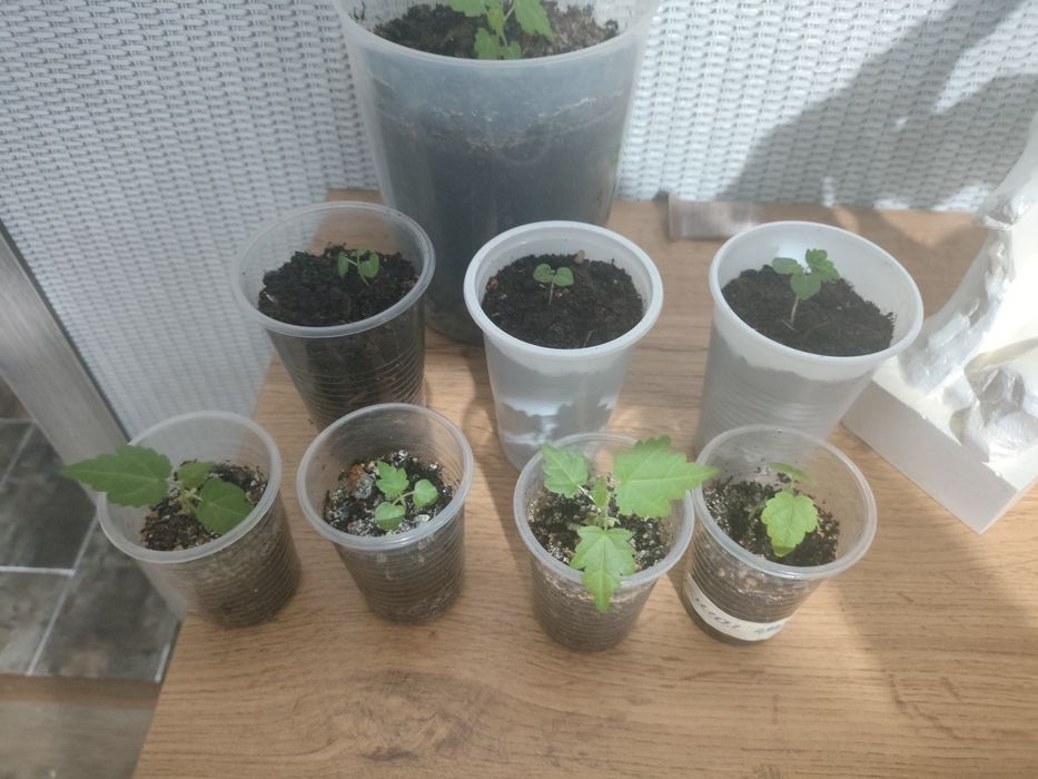 Зефирантес(подснежник), абутилон