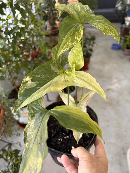 Сциндапсус, очень красив