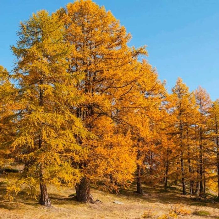 Puieti larice japoneza- Larix kaempferi
