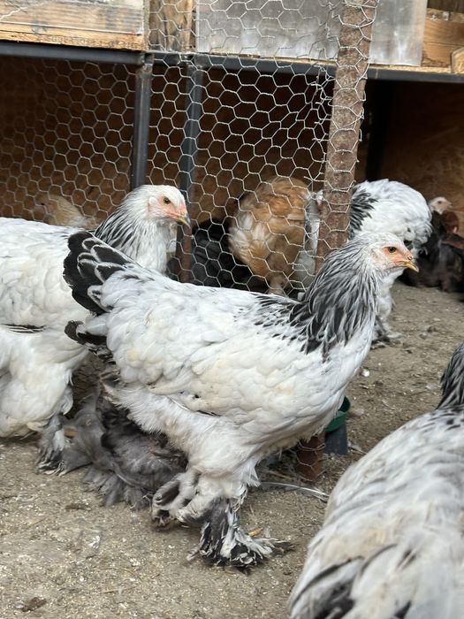 Disponibile perechi/ familii brahma herminat deschis tineret