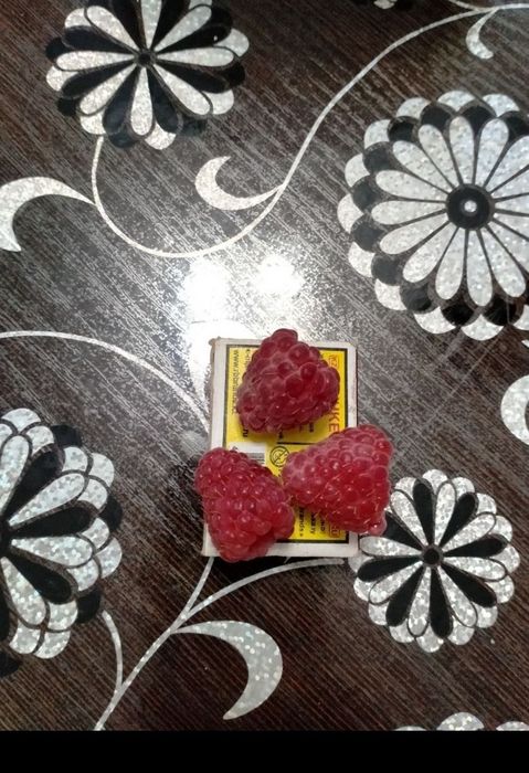 Продам корни малины