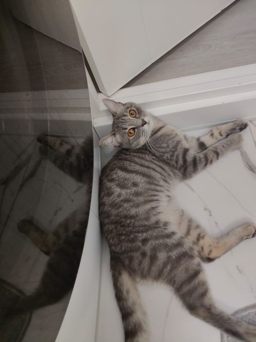 Отдам добрую кошку бесплатно