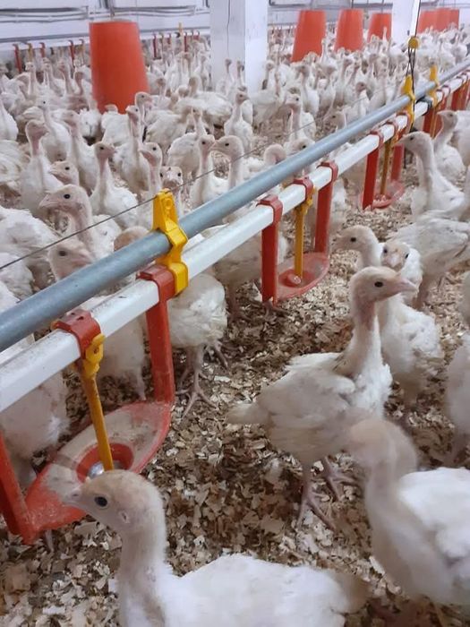 Curcani bi6-Converter-Big 7 bronzat