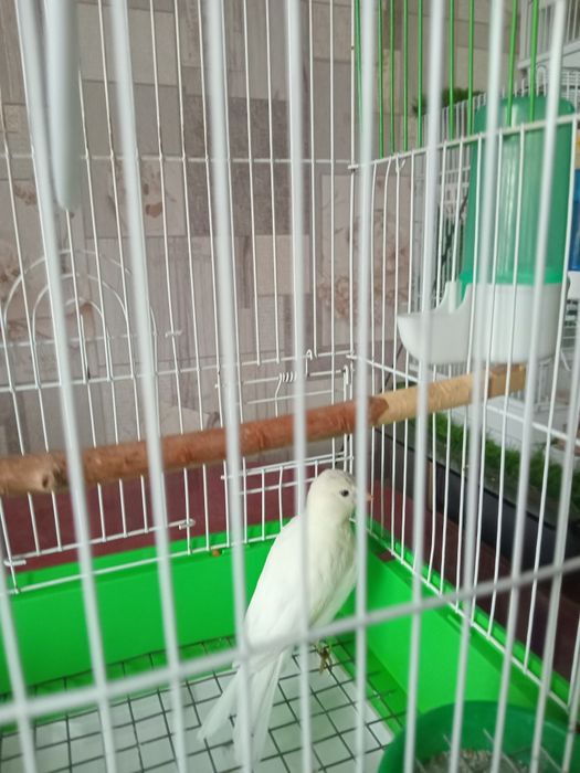 Кенарь,  Файф/Фенеси.