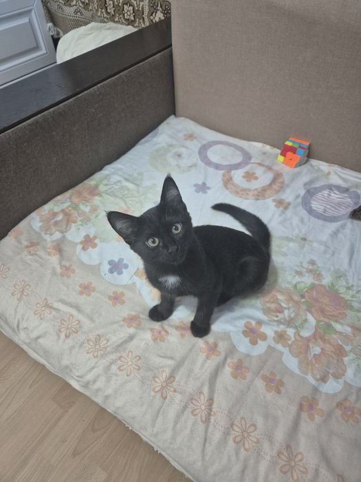 Котенок 3 мес,  крысолов,  девочка.