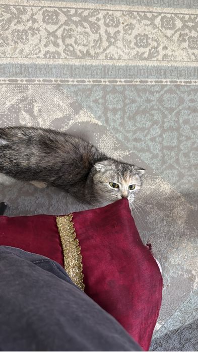 Пропала кошка в районе 8 школы