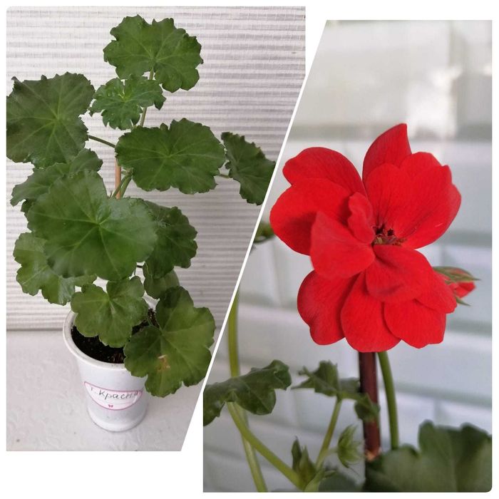 Продам плющелистную пеларгонию