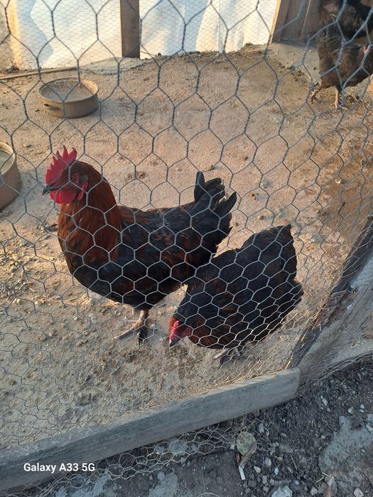 Vănd s au schimb cocosi marans .