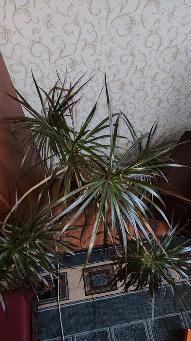 Продам комнатное растение