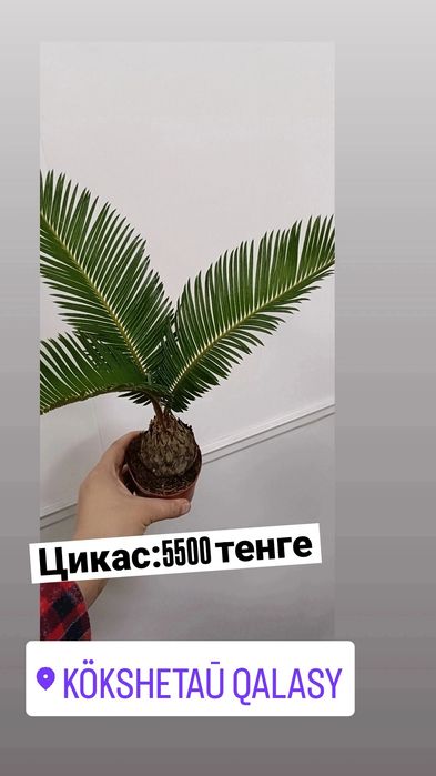 Цикас:5500 тенге