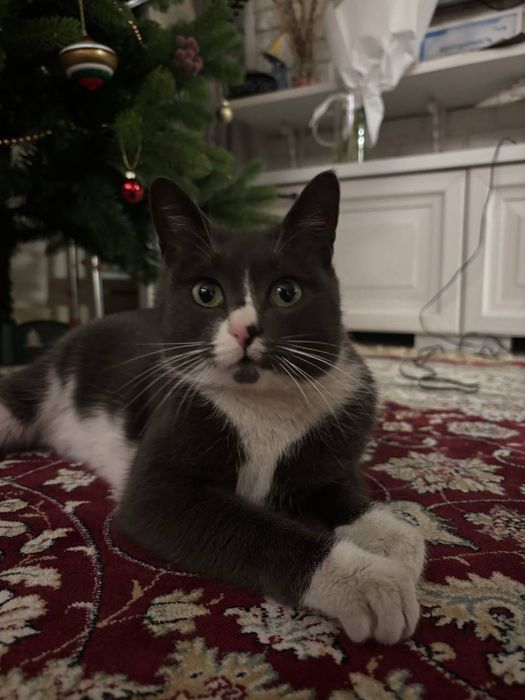 Ищем дом кошечке!