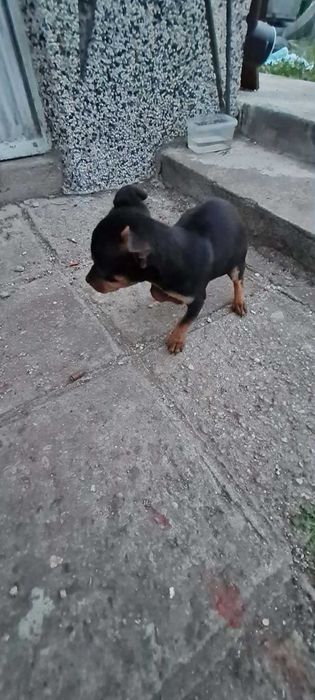 Пинчер женски роден 29.12 има паспорт и 3 ваксини