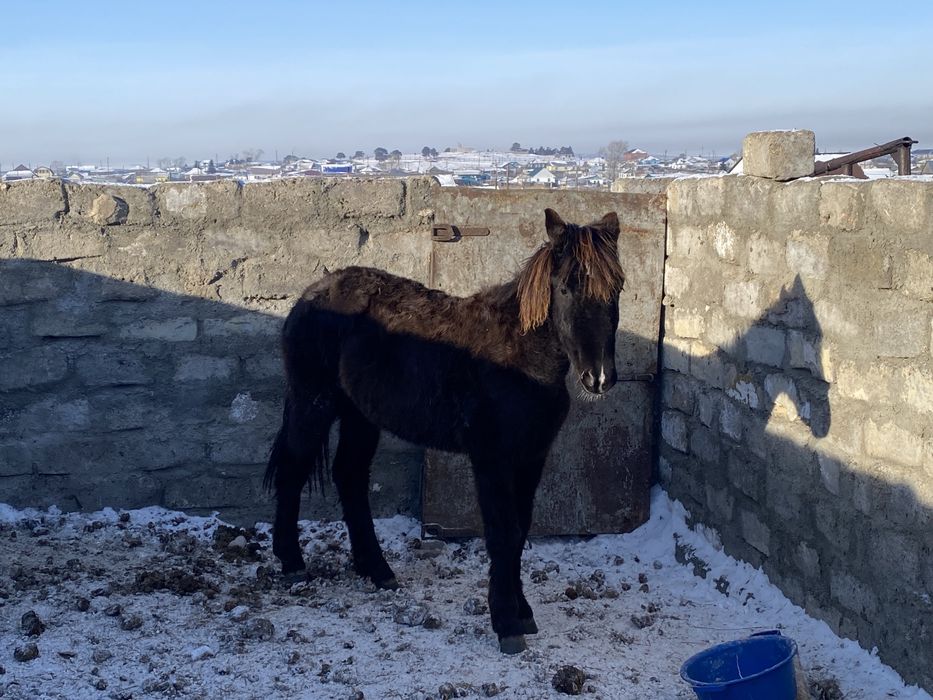 Тай, согым, ургашы