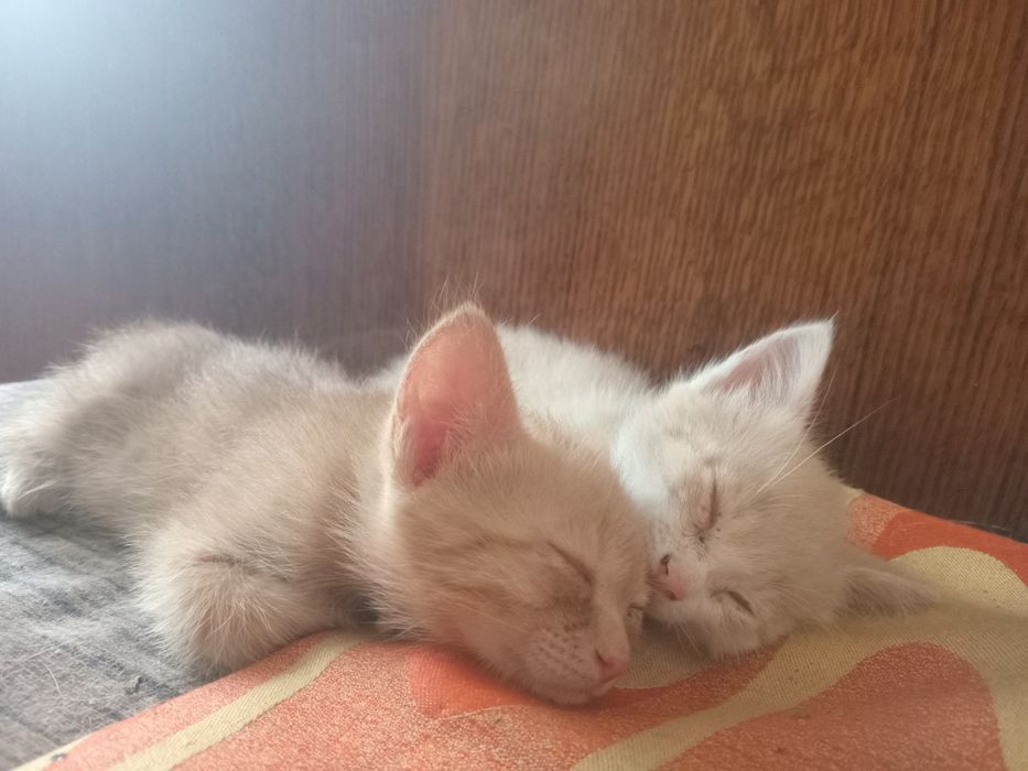 Отдам котенка в добрые руки