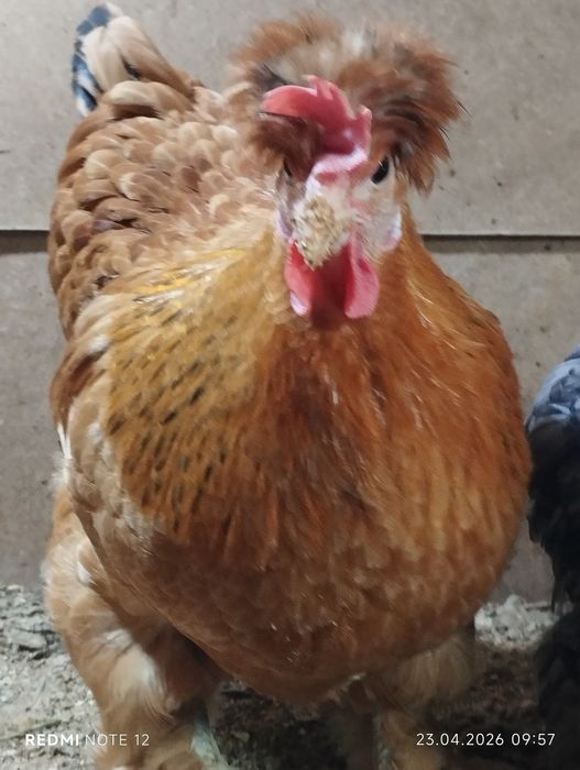 Яйцо для инкубатора