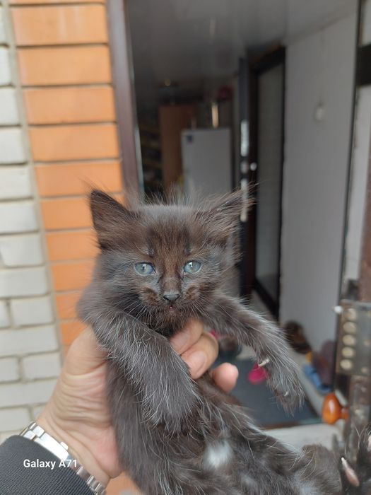 Продам кошечку.1 месяц.