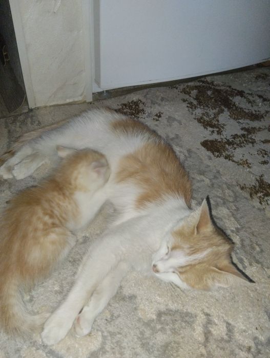Бесплатно!! Кошка и котенок