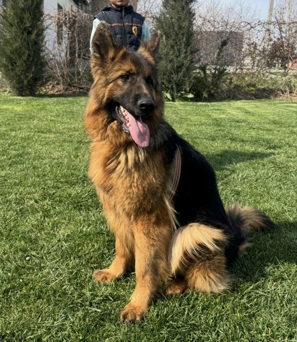 Afcharka qiz bola kuchuk