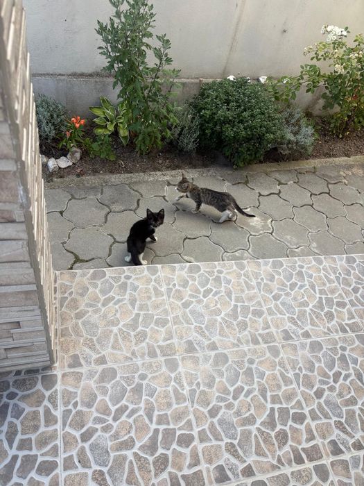 Pisicuțe ,pisicuțe pentru iubitorii de FELINE, GRATUIT !