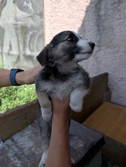 Щенки для частного дома — бесплатно
