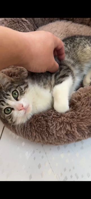 Котенок 3-4 месяца девочка