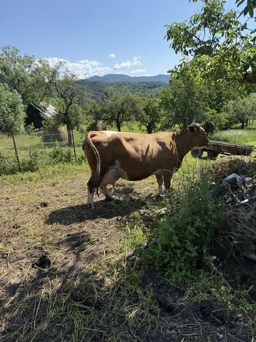 Vand vaca baltata romaneasca cu vitel  !!! Merita vazuta !!!