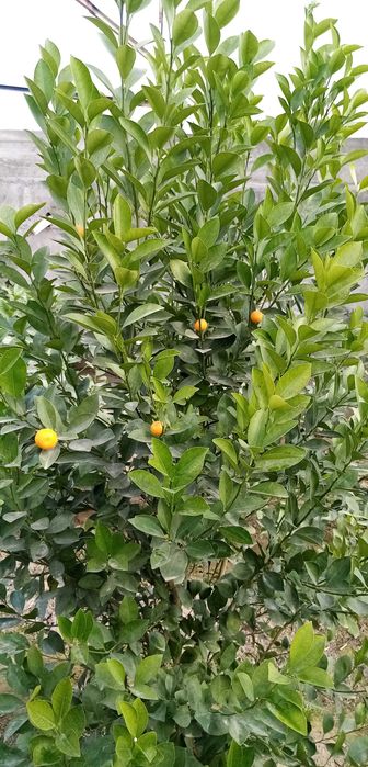 Декоратив Цитрон (японски мандаринча)