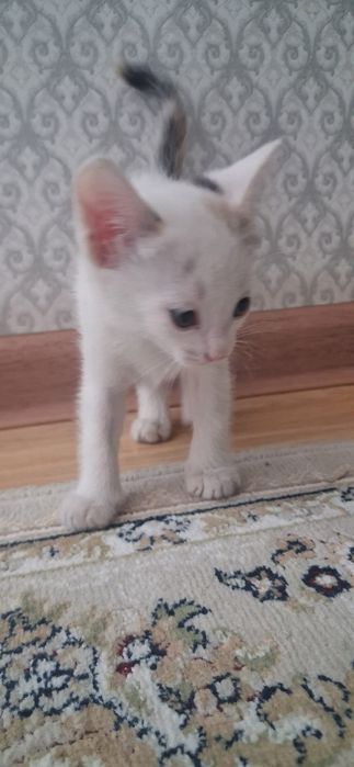 Продаётся котёнок