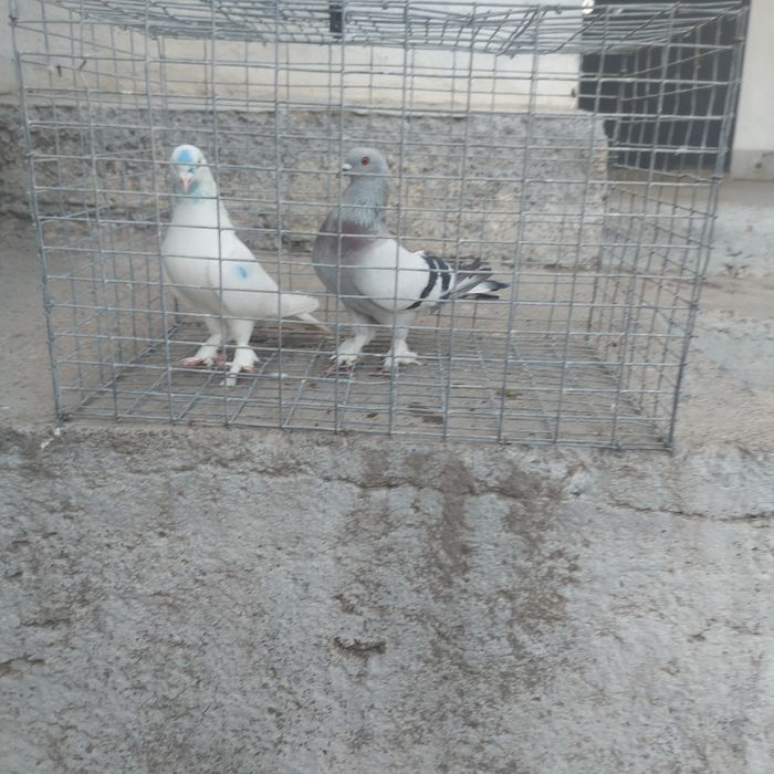 Бели такла самец тяга винтом