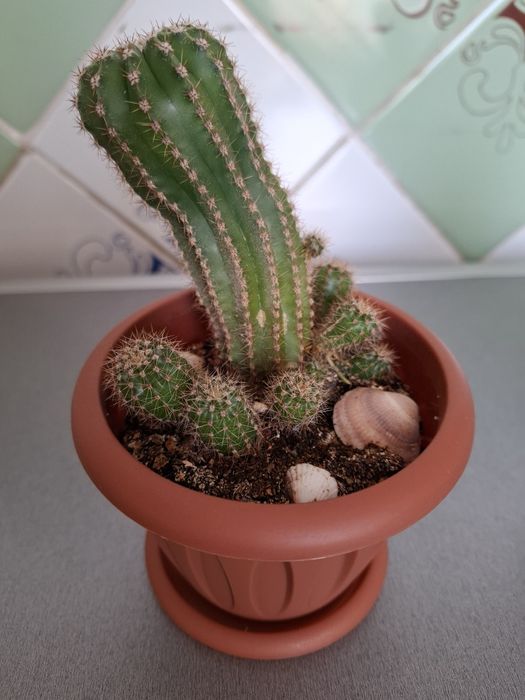 Кактусы разные, цена за каждый