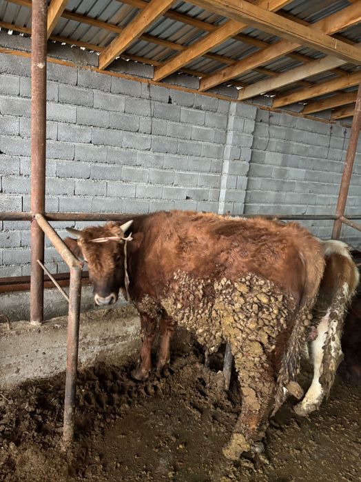 Бордақы бұқалар сатылады