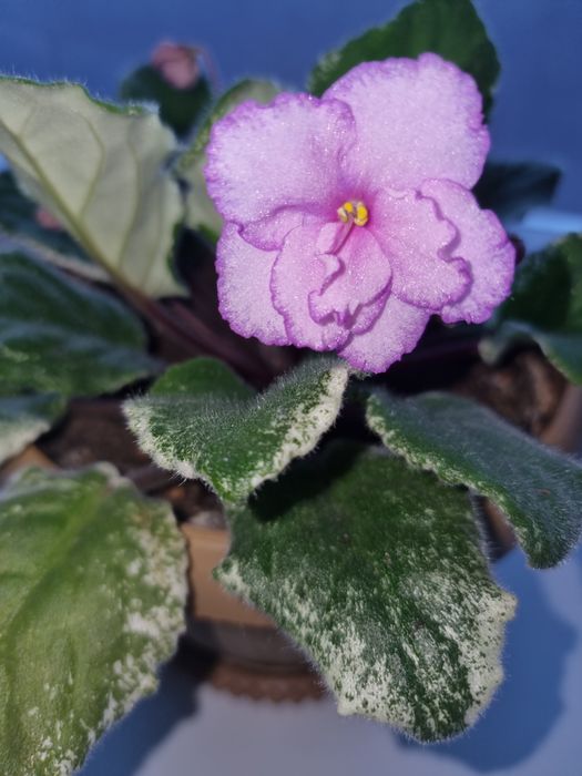 Фиалки красивые,