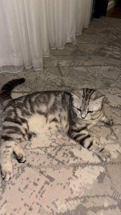 Продается Кот породистый