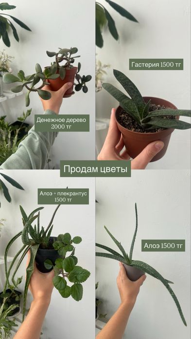 Продам цветы, алоэ, крассулы и др