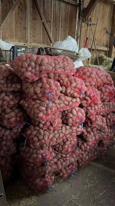 Cartofi sămânță, roșu, soiul Red Lady, curați – neîncolțiți – pentru însămânțare sau pentru hrană animale