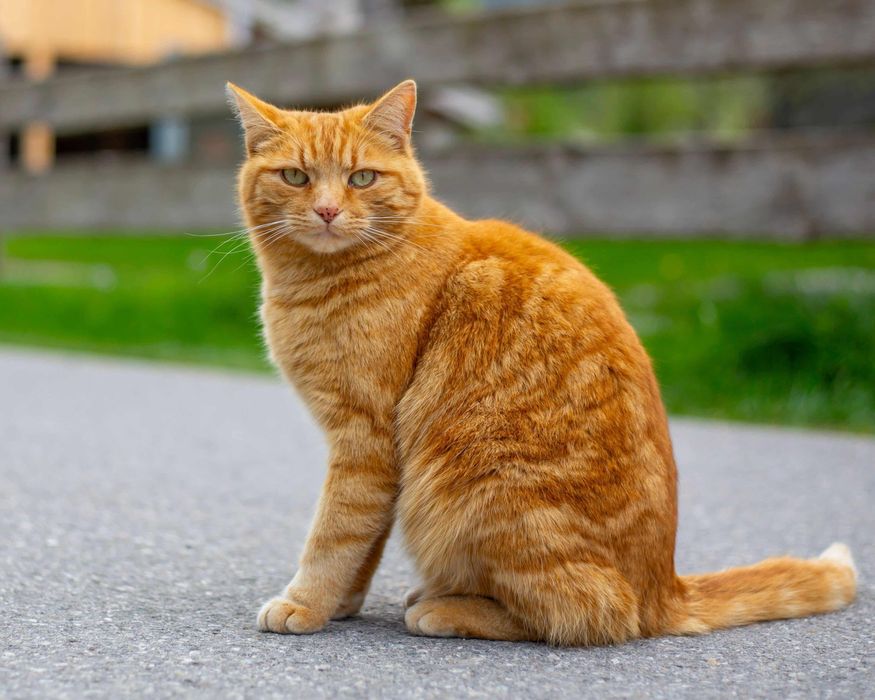 Пропал кот рыжий