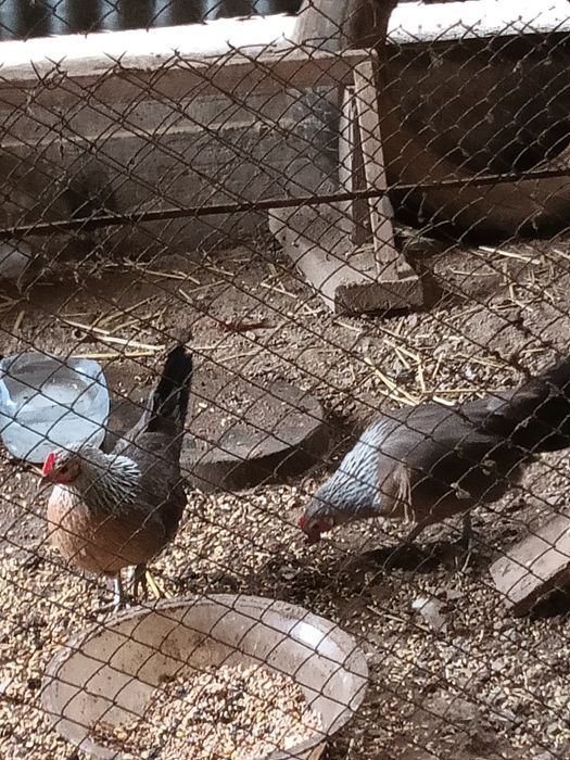 Продам декоративных курей